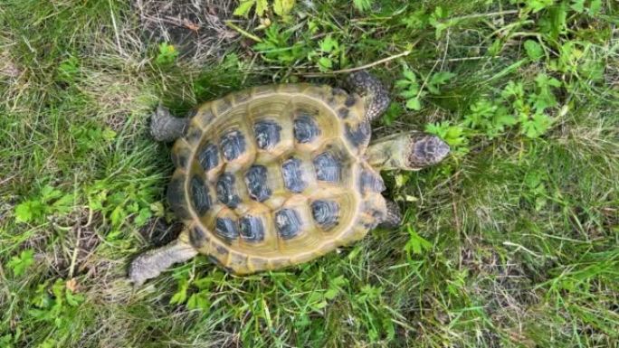 黄色海龟的顶部垂直镜头在绿草丛中缓慢移动。乌龟慢步看着相机