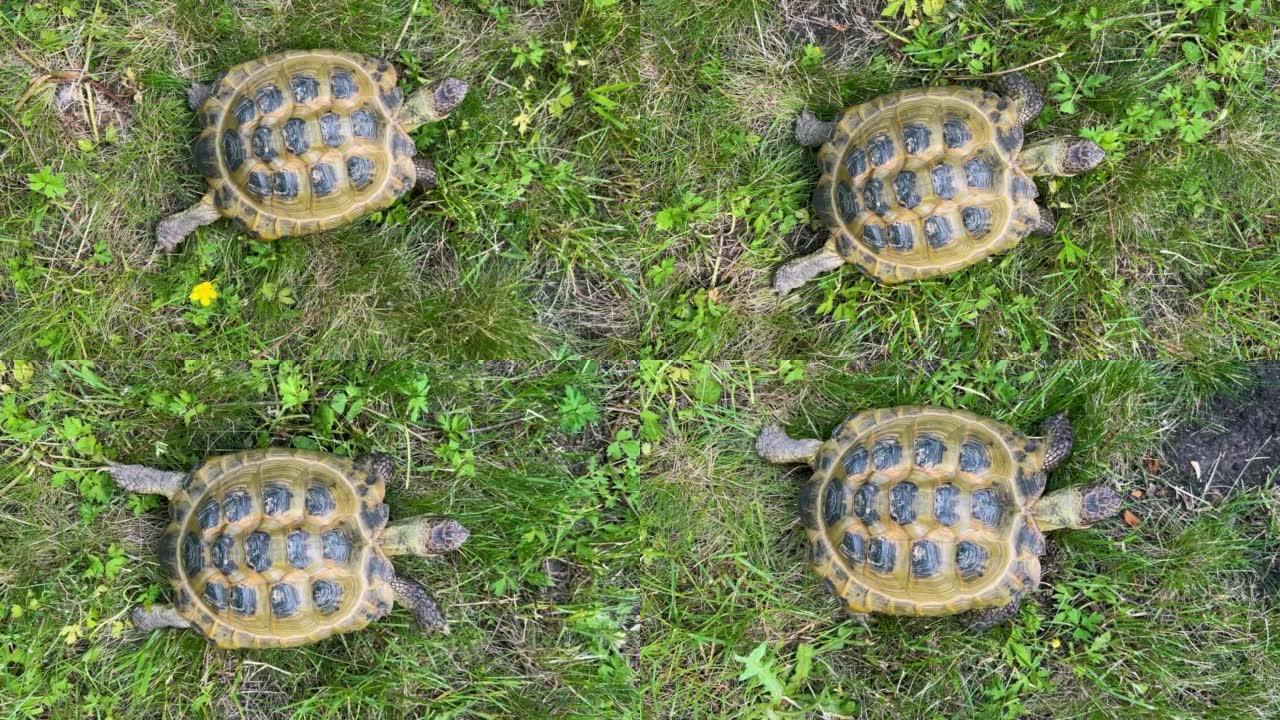 黄色海龟的顶部垂直镜头在绿草丛中缓慢移动。乌龟慢步看着相机