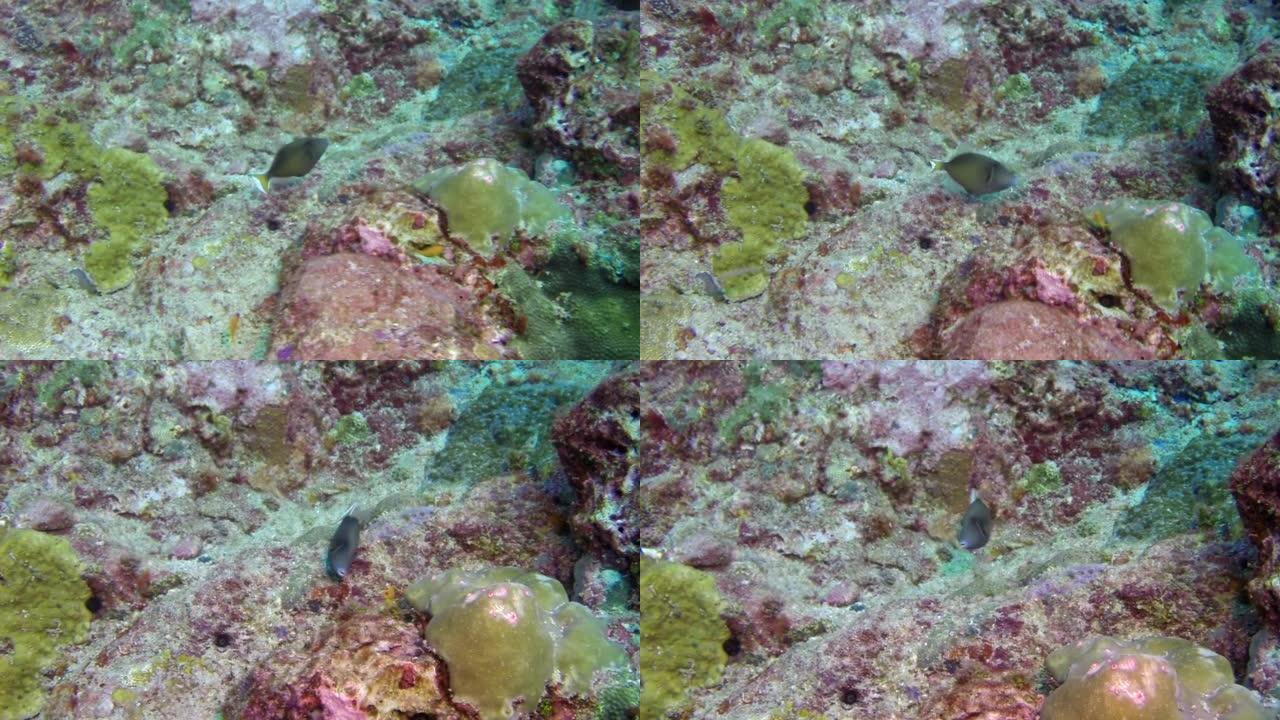 印度安达曼海群岛奇妙海底的珊瑚鱼浅滩。