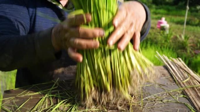 农民收集水稻树苗，准备水稻，种植季节，亚洲农业，农产品，慢动作