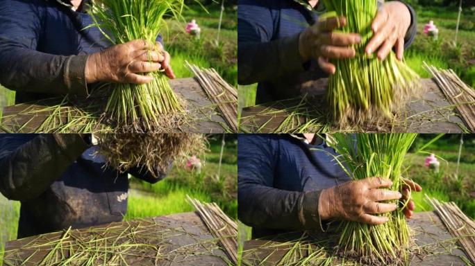 农民收集水稻树苗，准备水稻，种植季节，亚洲农业，农产品，慢动作