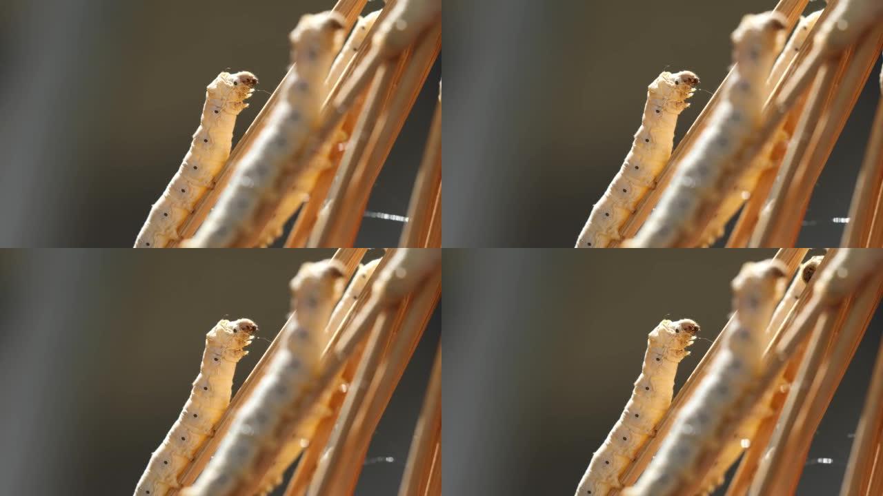 树枝上成熟丝虫的特写镜头，等待茧，身体在阳光背光下看起来透明，特写镜头4k实时镜头。