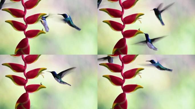 哥斯达黎加嗡嗡作响，白颈雅各宾 (florisuga mellivora) 鸟在飞行中飞翔，并从鲜红