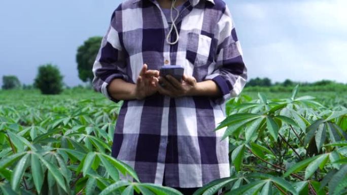 木薯农民使用智能手机记录木薯种植数据。