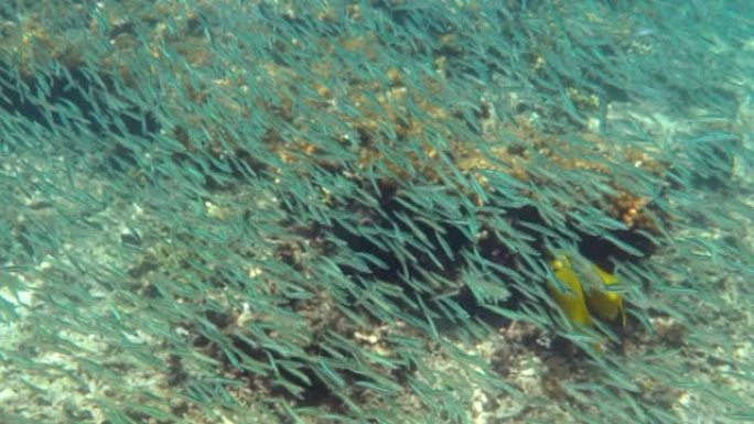 银鱼在珊瑚礁中游泳。silverside小鱼学校的水下视频。巨大的鱼类学校。大量鱼类躲避捕食者。