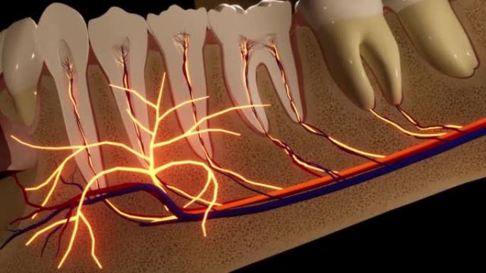 牙痛。牙齿的解剖详细部分。神经发炎。3D动画