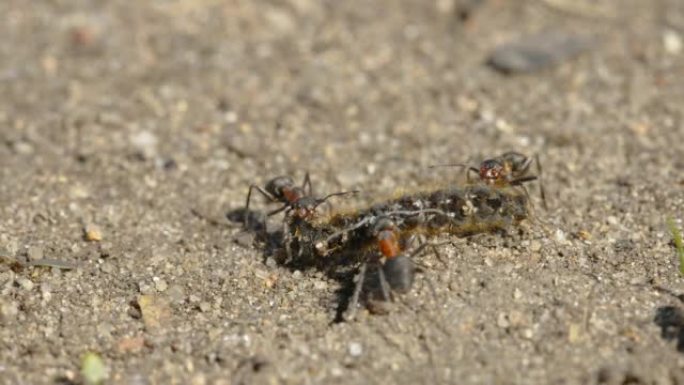 爱沙尼亚携带死虫的红蚂蚁的近距离观察