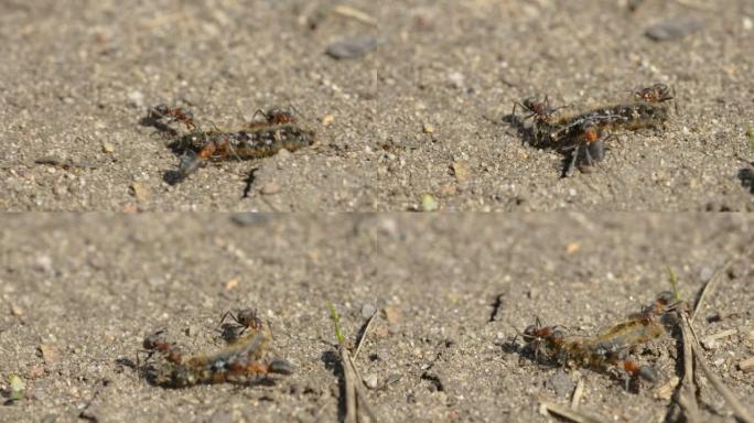 爱沙尼亚携带死虫的红蚂蚁的近距离观察