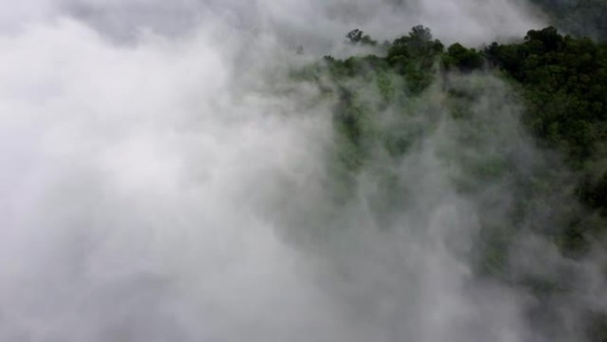高地雨林的鸟瞰图低雾云
