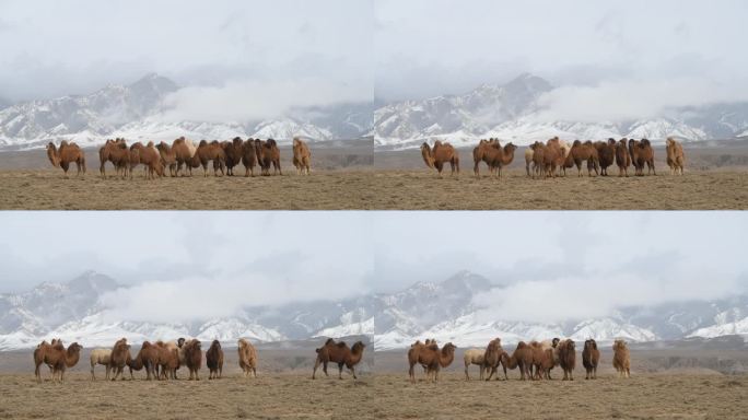 雪山下的驼群