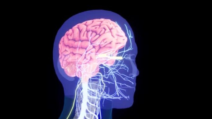 人体神经系统中枢器官脑解剖学。人体中枢神经系统脑解剖学。3D动画