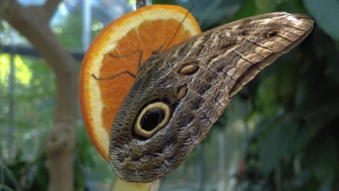 坐在橙色上的蛇眼蝴蝶的特写镜头