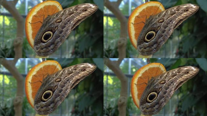 坐在橙色上的蛇眼蝴蝶的特写镜头