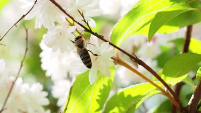 灌木花上的野蜂。一只野蜂收集花蜜。