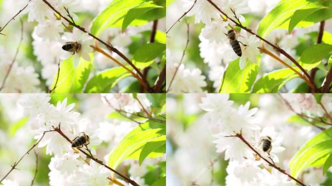 灌木花上的野蜂。一只野蜂收集花蜜。