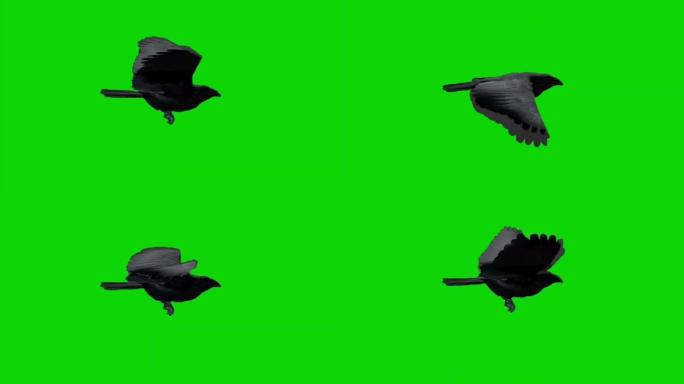 乌鸦在绿色屏幕上飞翔