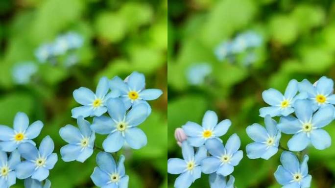 蓝色勿忘我野花特写镜头背景模糊绿草春日晴天。带有蓝色花瓣的森林花。自然背景。环保、生态。垂直视频