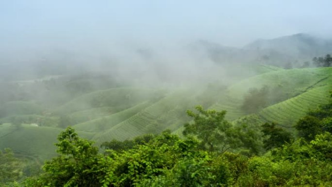 越南北部河内附近的Tan Son区Long Coc的茶园周围移动的雾和云的时间流逝