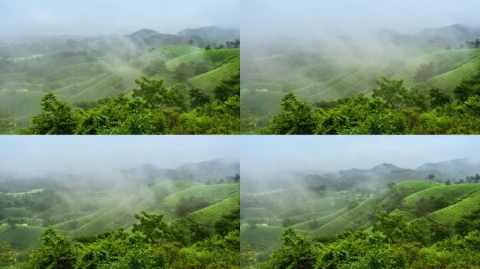 越南北部河内附近的Tan Son区Long Coc的茶园周围移动的雾和云的时间流逝