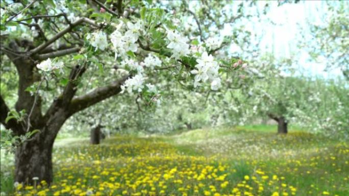 果园中开花的苹果树的透视排