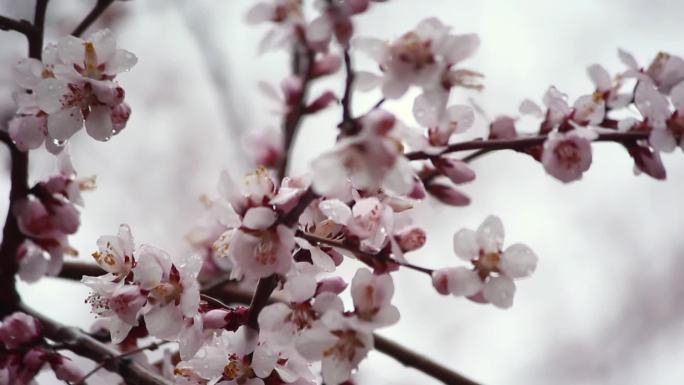 雨中桃花