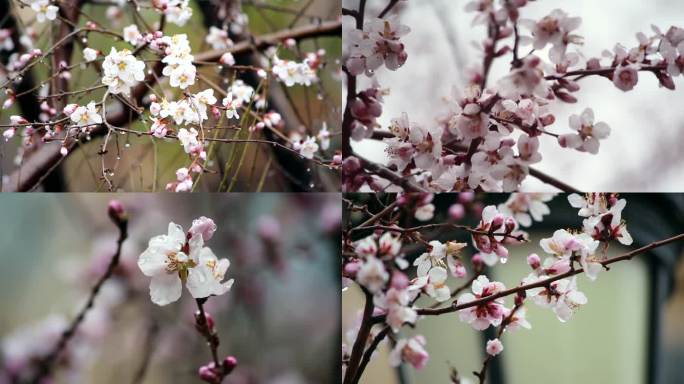 雨中桃花