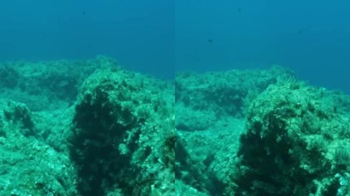 垂直视频: 鱼群在构造板块上的海底裂缝上方游泳。海底板块的Tiktanic位移。摄像机在裂缝上方向前
