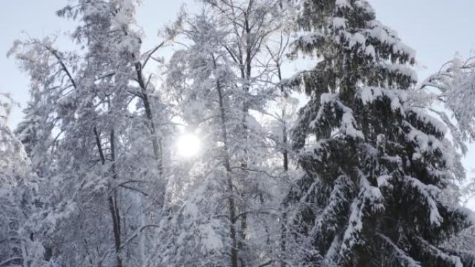 阳光照进冬季森林冬日景观冬日暖阳树林日照