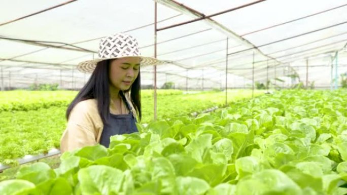 4K 50fps亚洲妇女拥有一个水培农场，使用不含化学物质的水，不要在烈日下使用土壤。销售前检查绿叶