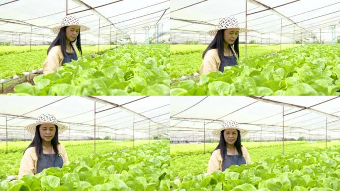 4K 50fps亚洲妇女拥有一个水培农场，使用不含化学物质的水，不要在烈日下使用土壤。销售前检查绿叶