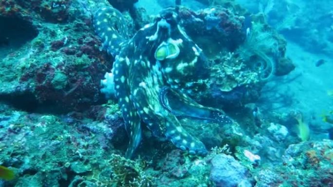 印度尼西亚巴厘岛附近珊瑚礁上的章鱼。