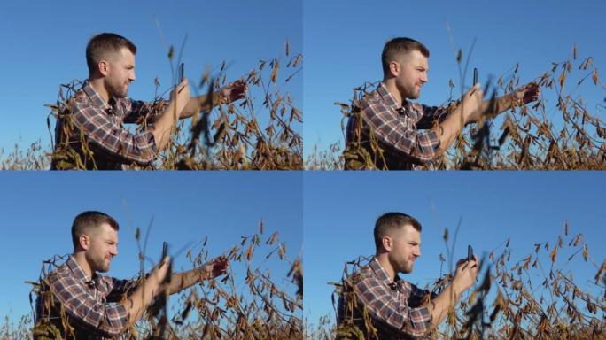 田间的农民或农艺师在手机中的相机上拍摄了成熟的大豆秸秆的照片