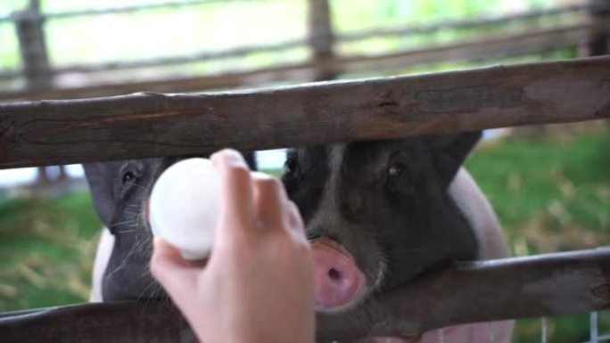 仔猪在动物园喂食后，吃奶是在木笼中。动物猪概念。