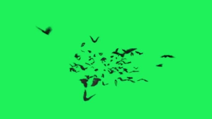 绿色背景上的动画黑蝙蝠。