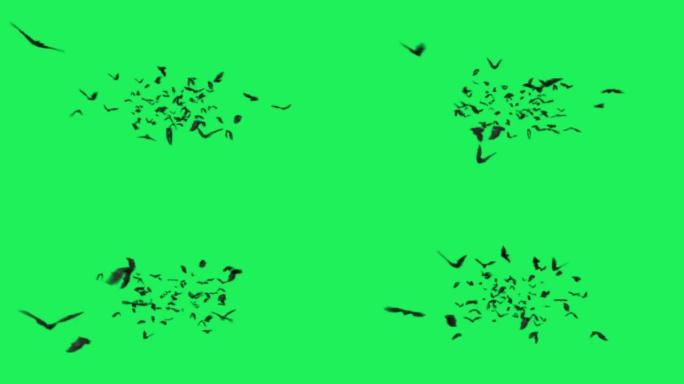 绿色背景上的动画黑蝙蝠。