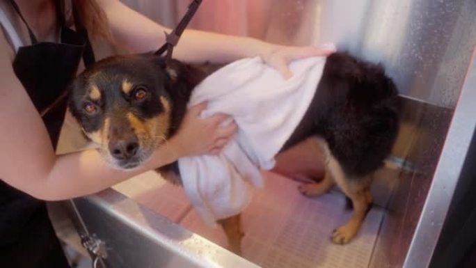 一名年轻女子在浴缸里给狗洗澡