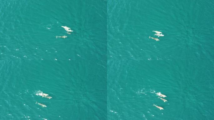 海豚在清澈碧绿的海水中缓慢游泳的鸟瞰图。从上方看，沿海岸线迁移的特有海洋哺乳动物群
