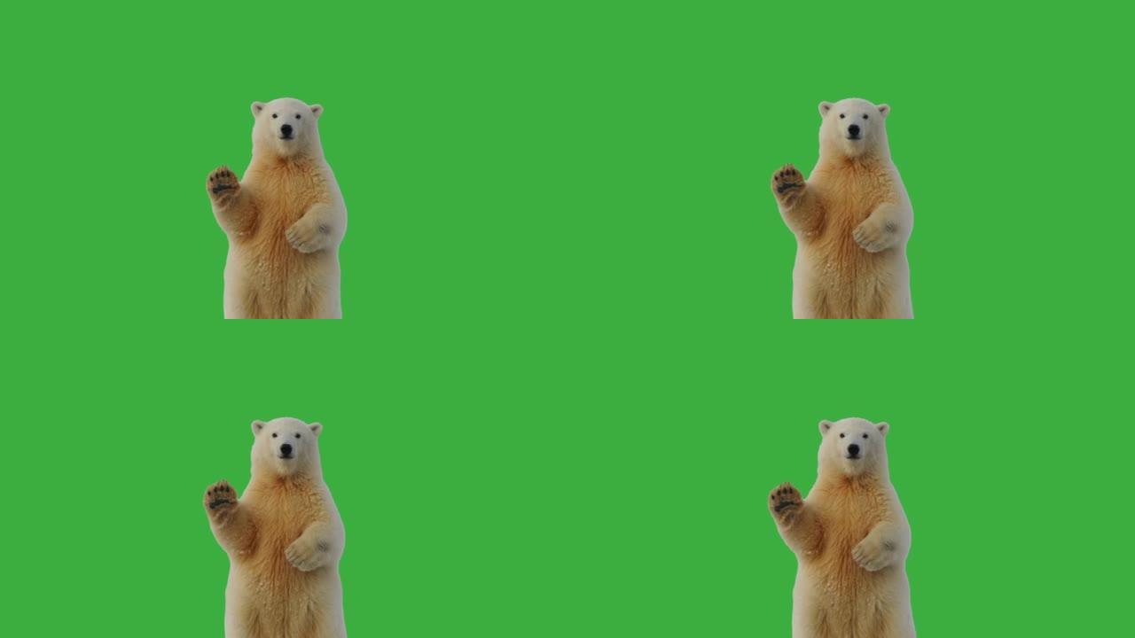 北极熊在绿色屏幕上挥舞