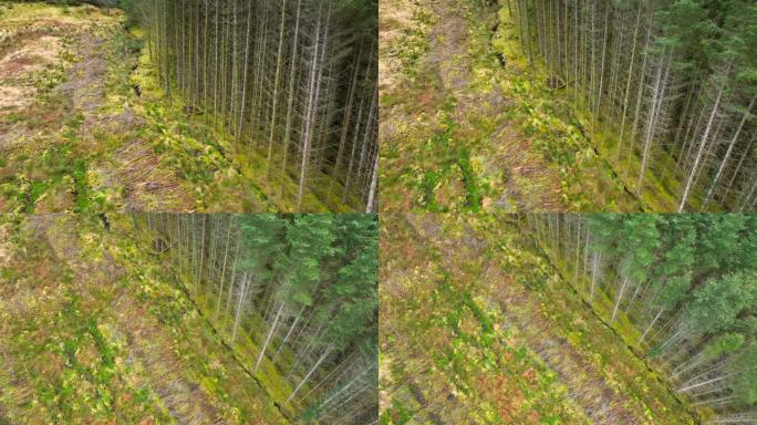 人工林林地鸟瞰图显示森林砍伐和人工林
