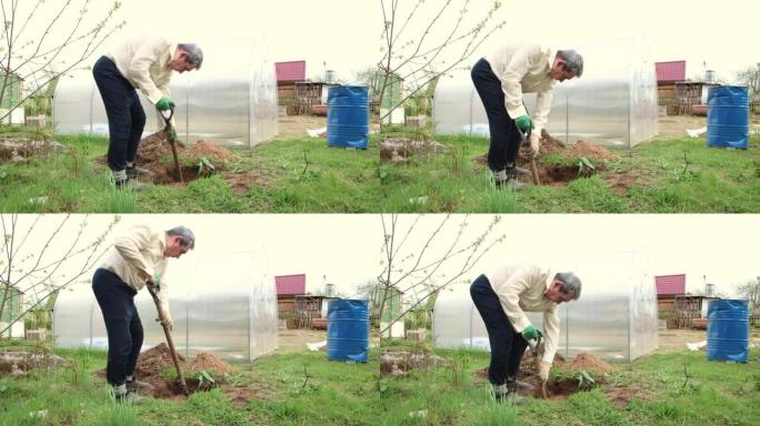 一位老人正在挖洞，用铲子种树。