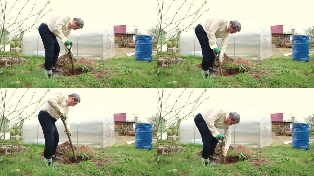 一位老人正在挖洞，用铲子种树。