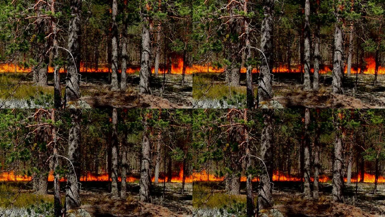 森林大火肆虐。