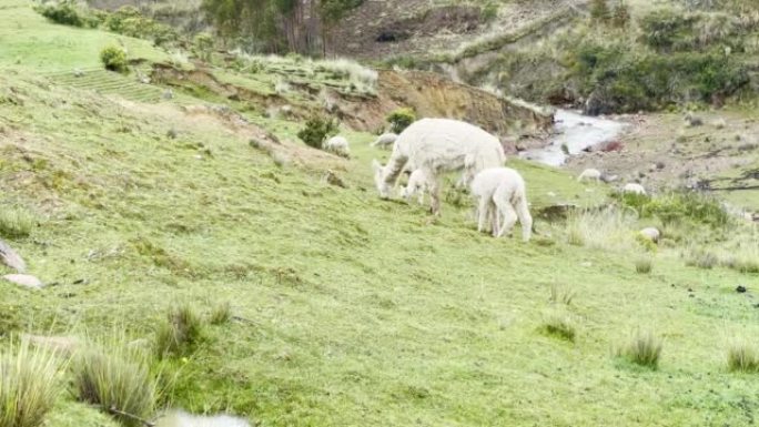秘鲁库斯科附近山区的羊驼