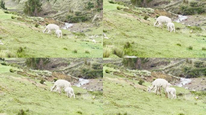 秘鲁库斯科附近山区的羊驼