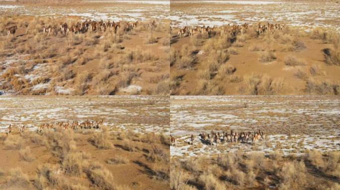 一群Przewalski的马在草原上疾驰，是从无人机拍摄的