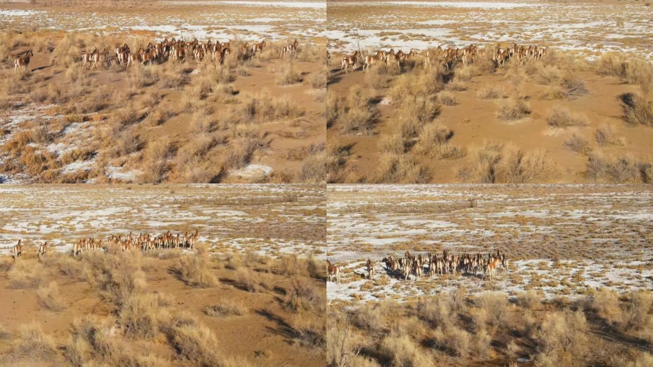 一群Przewalski的马在草原上疾驰，是从无人机拍摄的