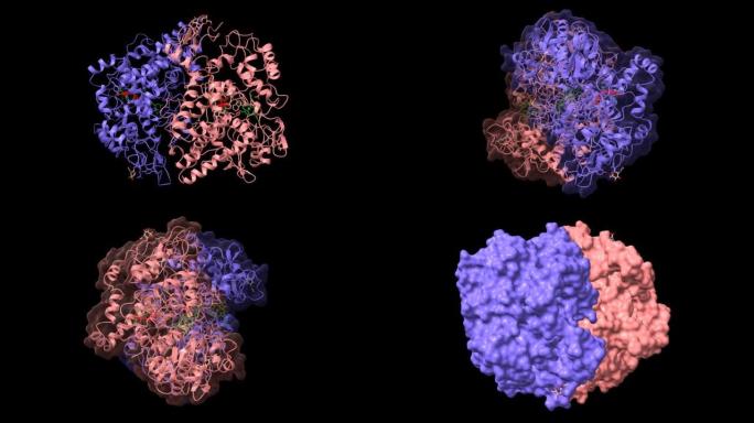 与非选择性抑制剂吲哚美辛 (红) 结合的Cyclooxygenase-2