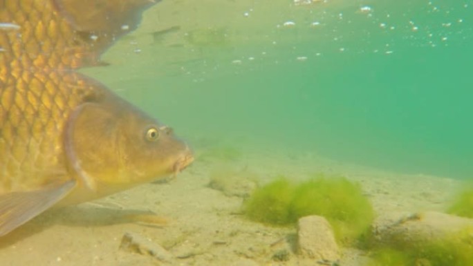 一条大鲤鱼游回清澈湖里的水下镜头。鲤鱼也称为鲤鱼。