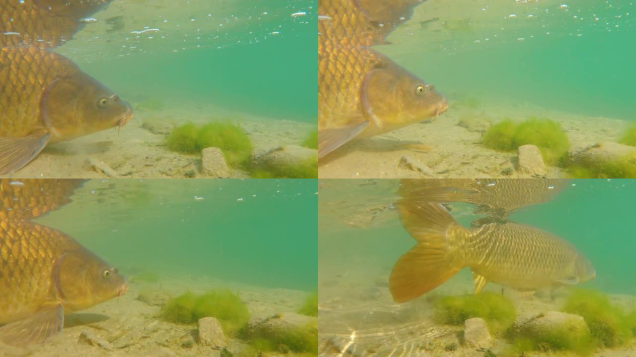 一条大鲤鱼游回清澈湖里的水下镜头。鲤鱼也称为鲤鱼。