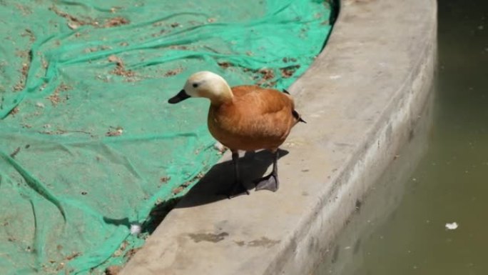 红麻鸭观赏鸭宠物鸭